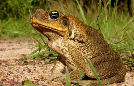 giving toads a bad name .....